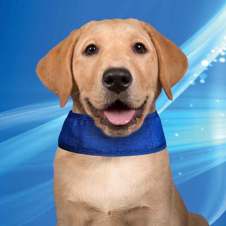 Aqua Coolkeeper Cooling Collar Aqua Coolkeeper 