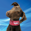 Aqua Coolkeeper Cooling Collar Red Western