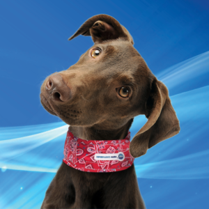 Aqua Coolkeeper Cooling Collar Red Western