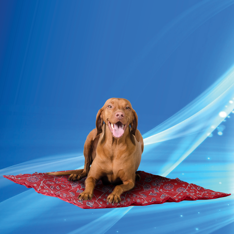 Aqua Coolkeeper Cooling Mat Aqua Coolkeeper