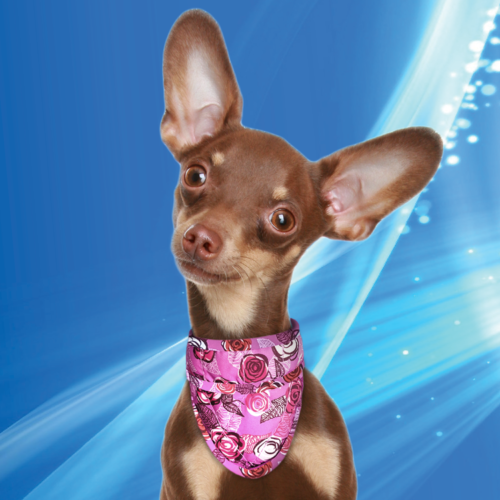 Aqua Coolkeeper Cooling Pet Bandana Roses