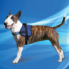 Aqua Coolkeeper Cooling Survival Harness Pacific Blue